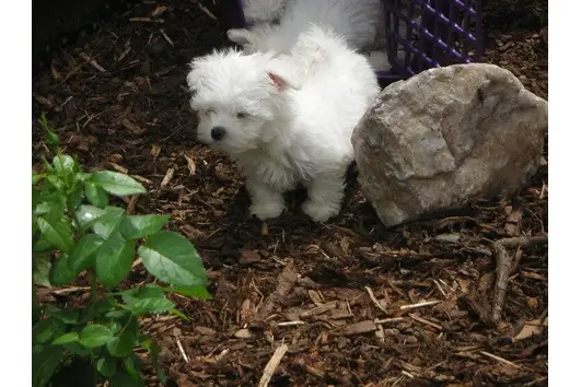 BEAUTIFUL MALE AND FEMALE MALTESE PUPPIES