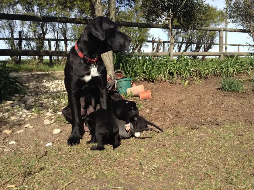 Great Dane Puppies for sale