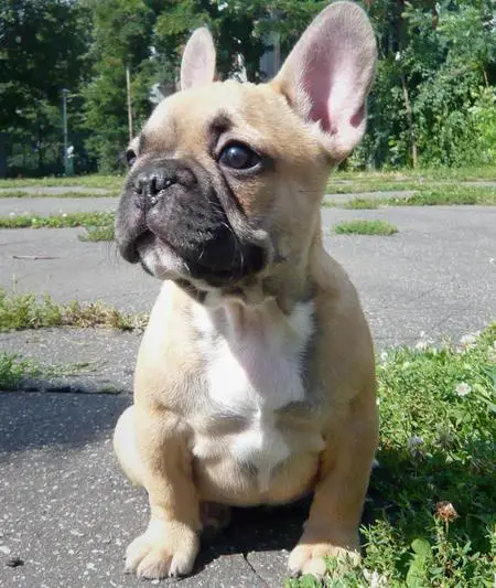 Cute French Bulldog Puppies For Sale