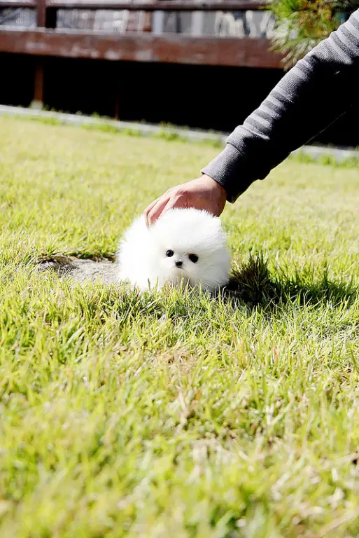 !Super Tiny Teacup  Pomeranian puppies Available!