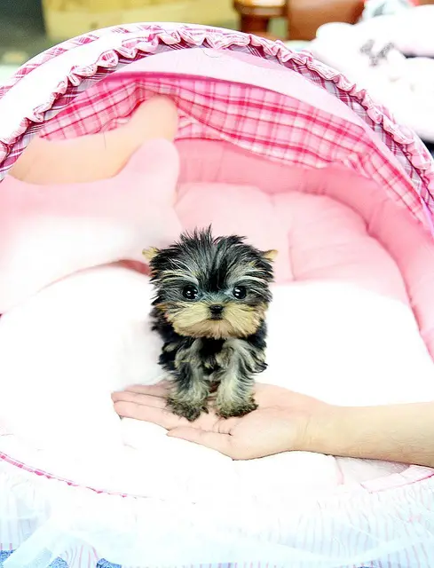 CHARMING TEACUP YORKIE PUPPIES FOR SALE