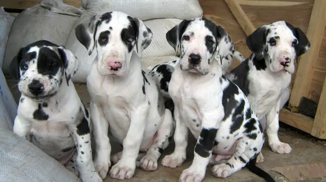 Black,Blue,Merle & Harlequin Great dane pups