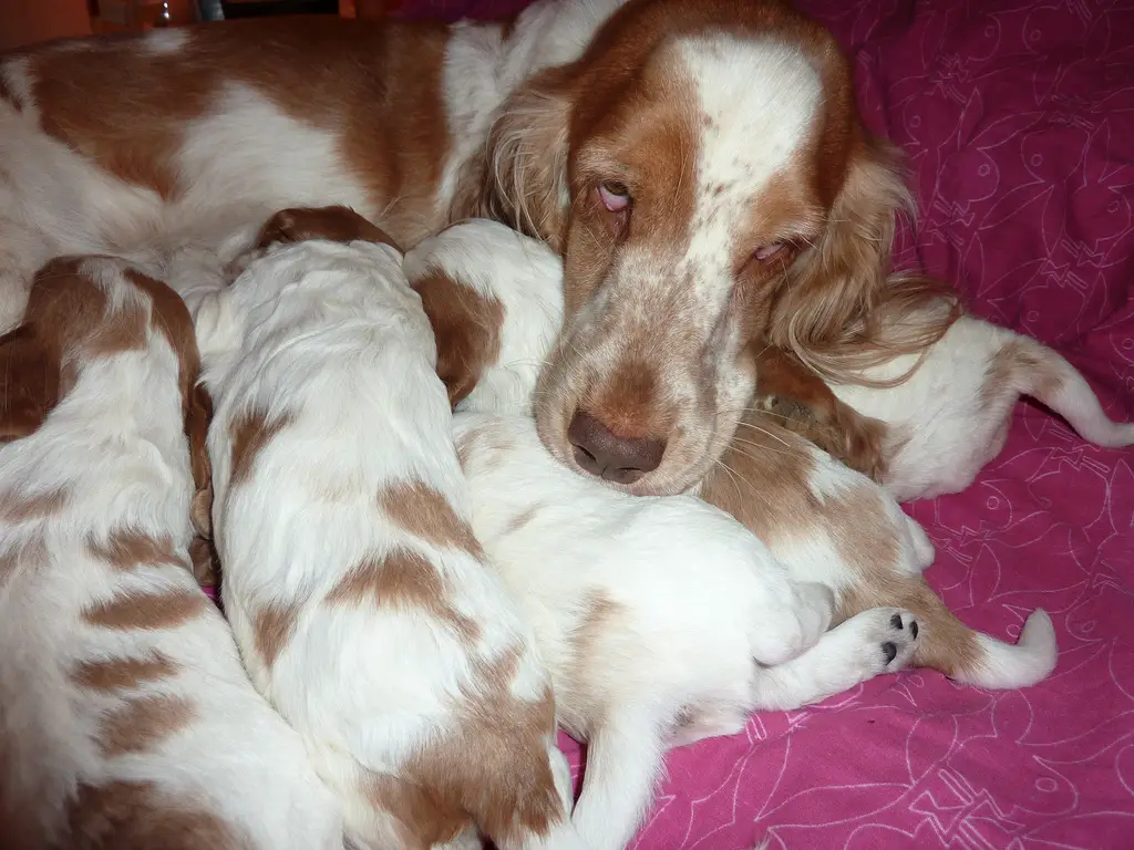 Spaniel puppies for Sale