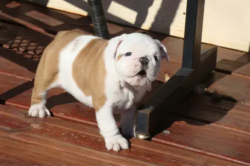 Cute and Adorable English Bulldog Puppies For sale !!