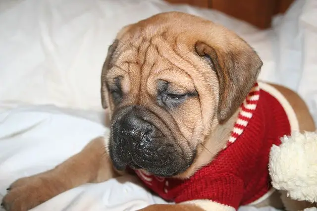 Male&Female Bullmastiff Puppies 4 Sale