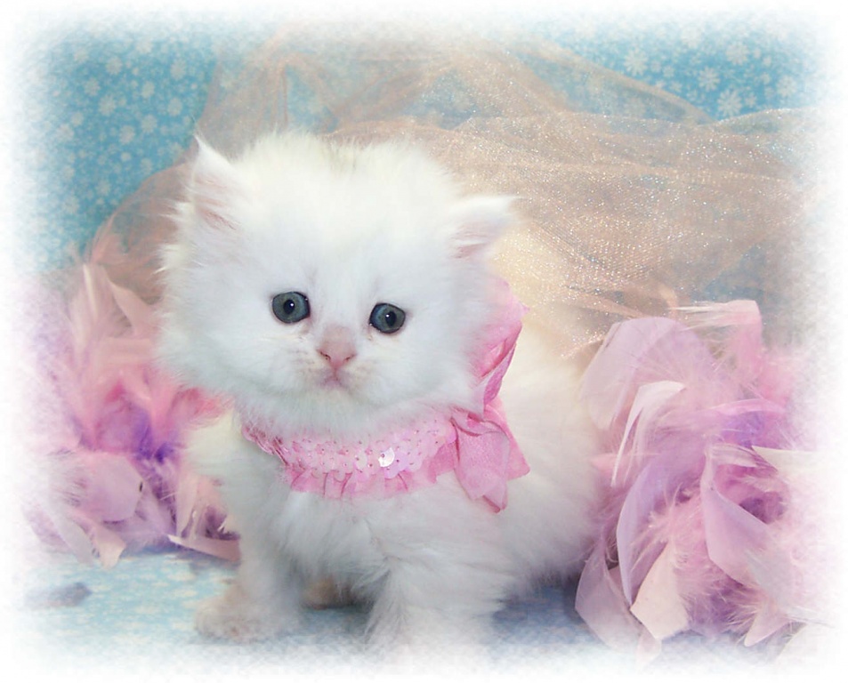 Pure white Doll-face Persian kitten for Sale