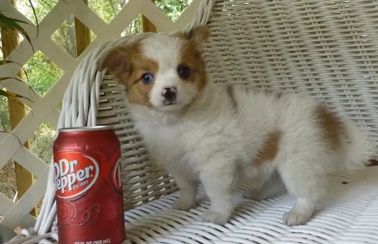 Chihuahua Puppies For Sale