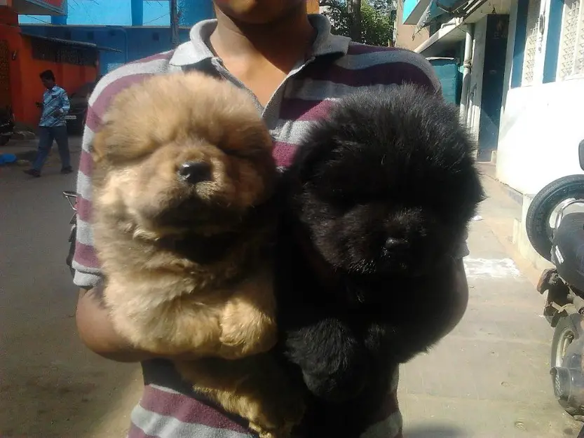 Chow Puppies for Sale