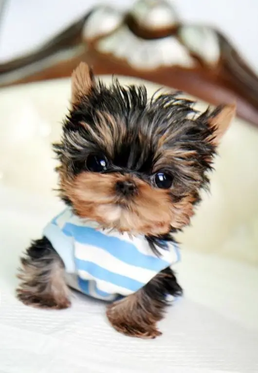 Oustanding Yorkie Puppies For Sale