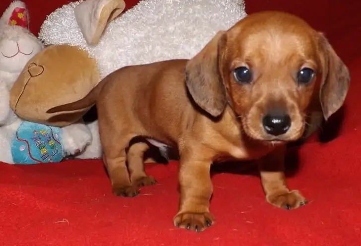 Daschund Puppies For Lovely Homes