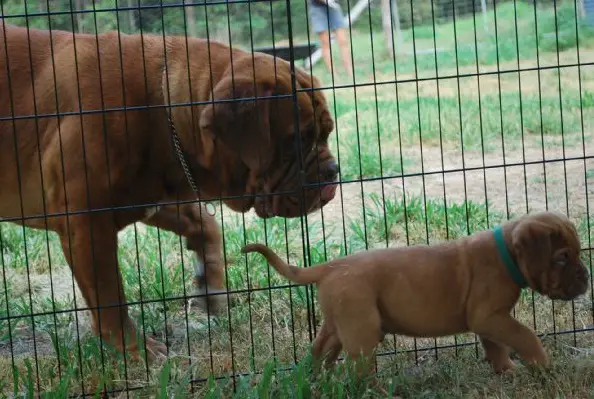 Future Champion French Mastiff puppies for Sale.