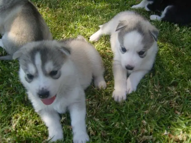 Siberian Husky Puppies Available For Sale
