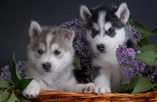 6 Siberian Husky Puppies available.
