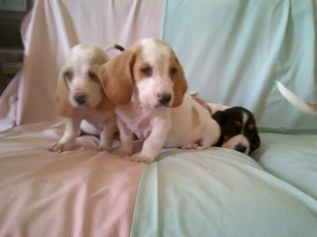 BASSET HOUNDS