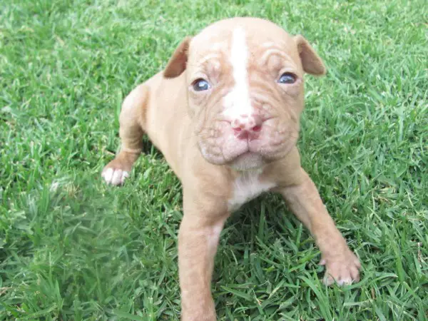 Pitbull Puppies Registered and Innoculated
