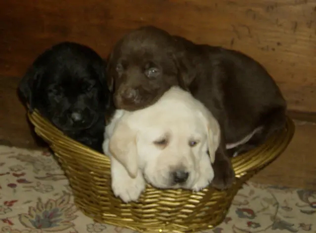 Awesome Lab Puppies Seeking New Homes