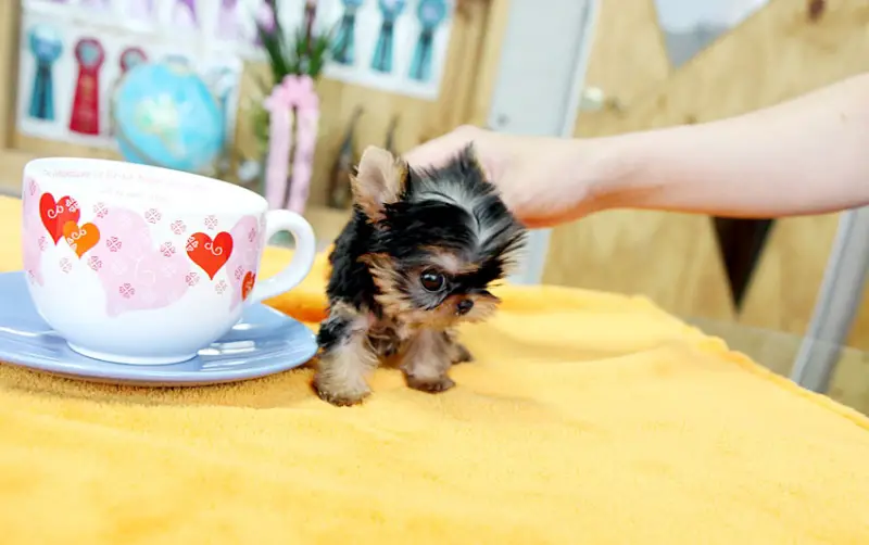 TEA-CUP YORKIE PUPPIES FOR NEW HOMES .