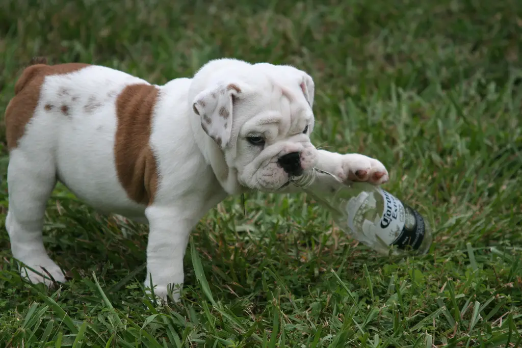 Amazing Deal Bulldog Puppies For Sale At Unbeatable Prices - dw750ge