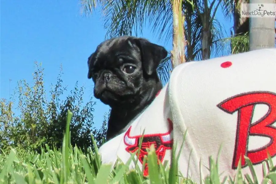 Adorable AKC Registered Pug Puppies