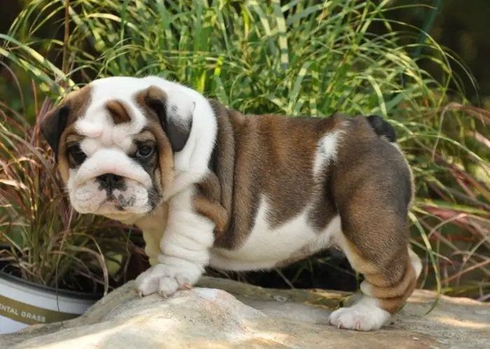 Outstanding English Bulldog puppies for sale