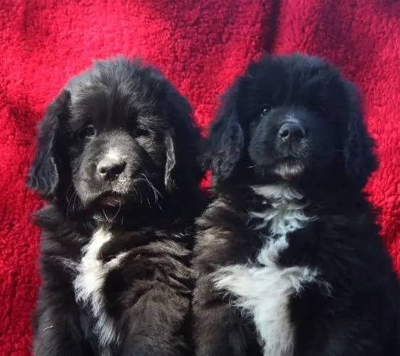 Newfoundland Puppies for sale