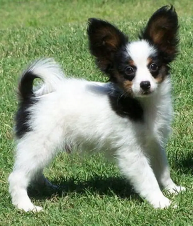 Papillon puppies for sale to caring home.