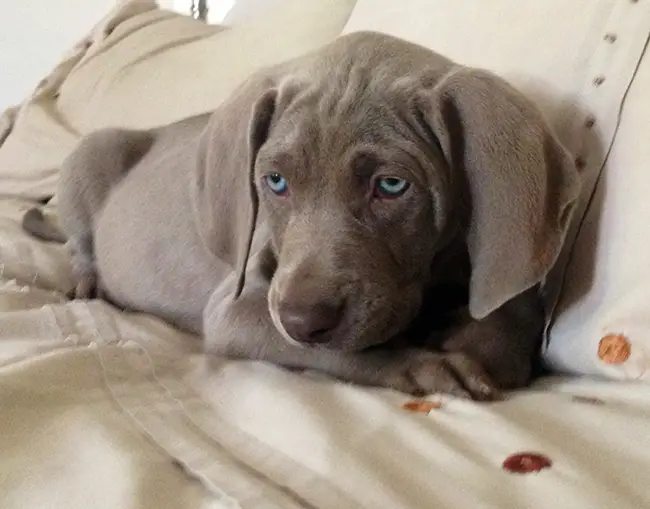 Weimaraner