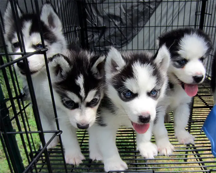 XTRA CUTE siberian husky PUPPIES FOR CARING HOMES