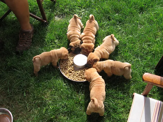 Super adorable KUSA Chinese Shar-Pei puppies for sale.