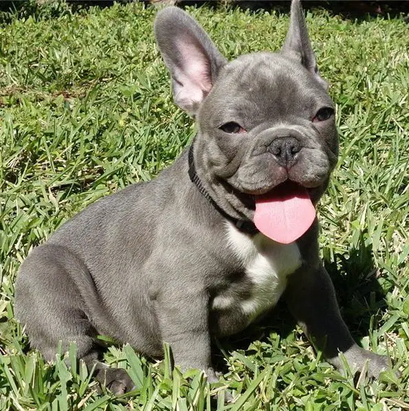 French Bulldog Puppies For Sale