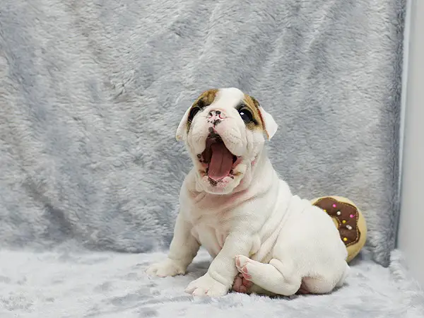 English bulldog Pups for adoption