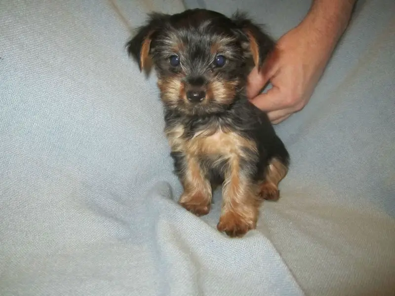 3 Cute Teacup Yorkie Puppies For Sale Male And Female.
