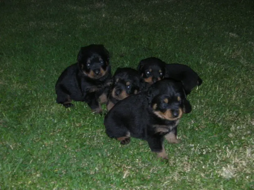 Rottweiler Puppies for Sale