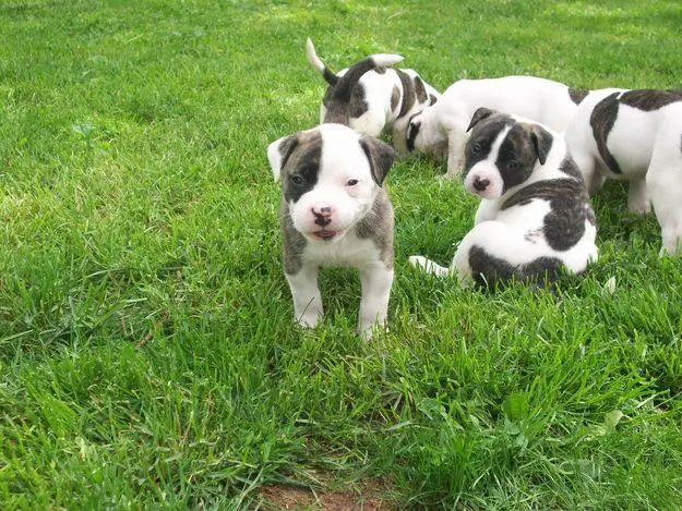 American Bulldog Pups