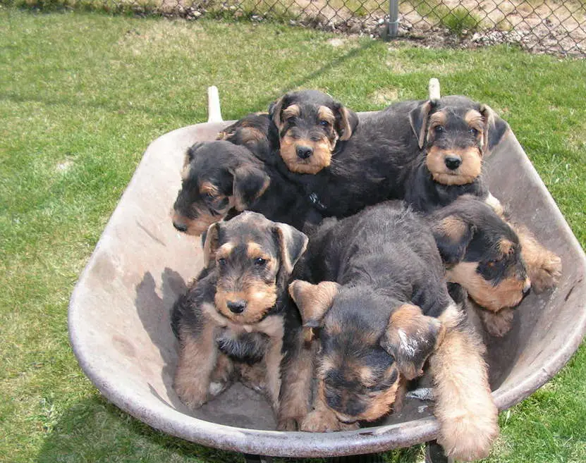 Airedale terrier puppies