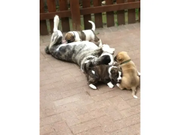 4 gorgeous Akita male and Female pups