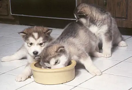 Gorgeous Alaskan Malamute Puppies For Good Homes.