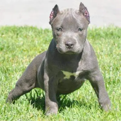 American Pitbull Puppies for Sale.