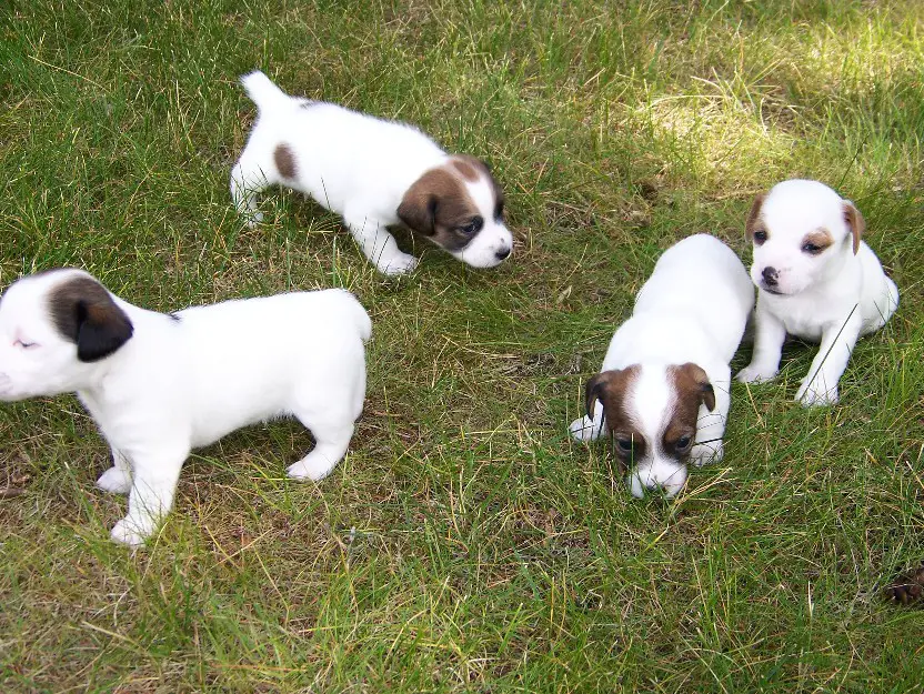 black and white jack russell terrier puppies