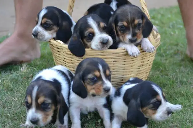 Cute Basset Hound Puppies Available and ready to Leave Now.