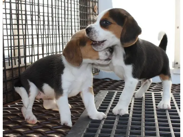 Pocket Beagle Puppies