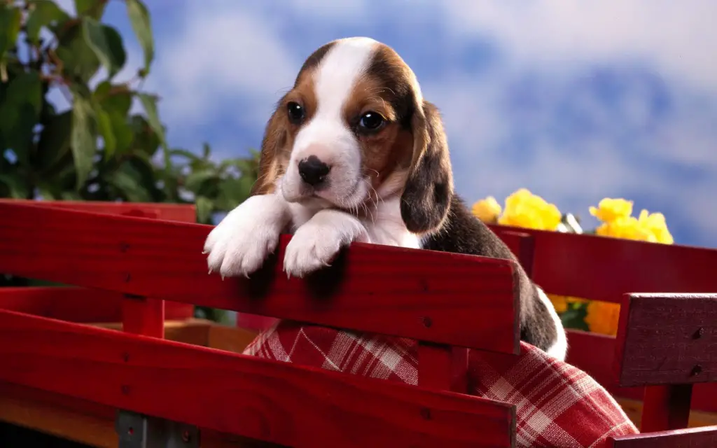 Potty Train tri colour Beagle Puppies for sale