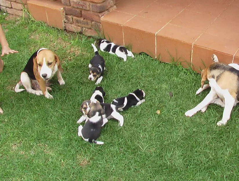 Miniature Beagle Puppies for sale