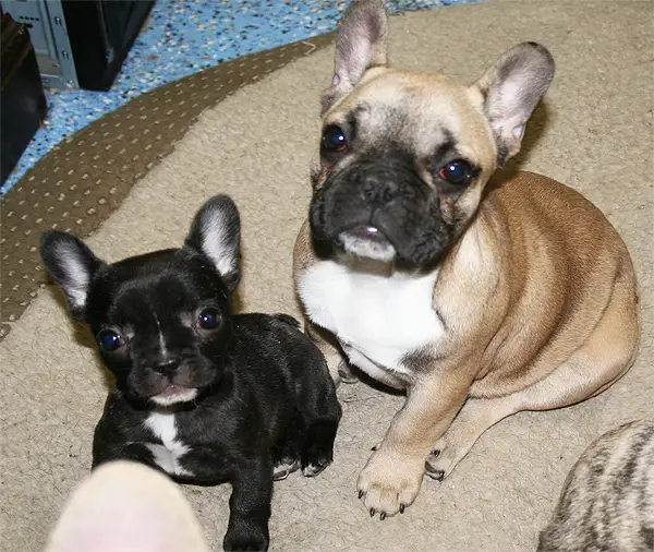 Magnificent French Bulldog Puppies Fo Sale