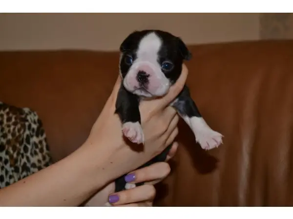 Beautiful Boston Terrier Puppies For Sale!