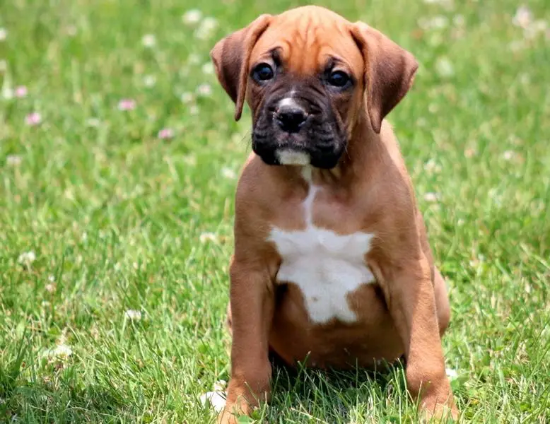 Boxer puppies for caring home