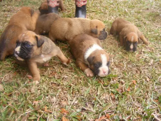 CUTE BOXER PUPPIES FOR A CARING FAMILY.