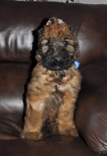 Adorable Briard Puppies Available  For Sale