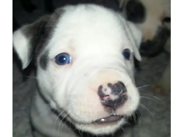 Blue Staffordshire bull terrier pup