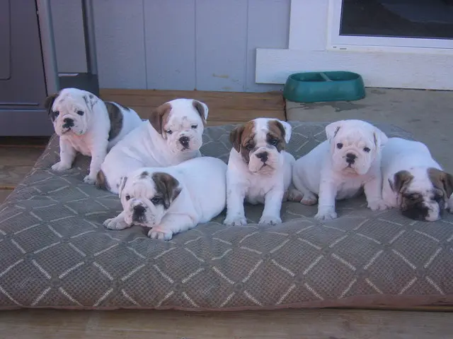 Quality Registered Home Trained English Bulldog Puppies